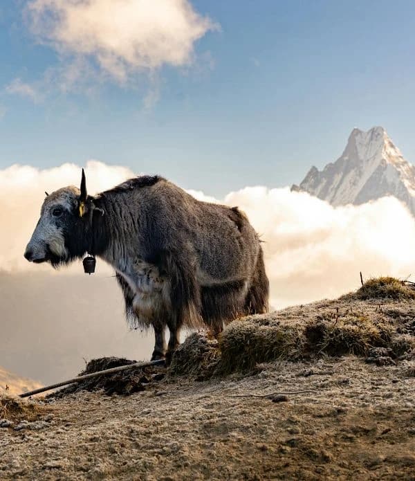 Why Nepal Should Be on Every Traveler’s Bucket List in 2026