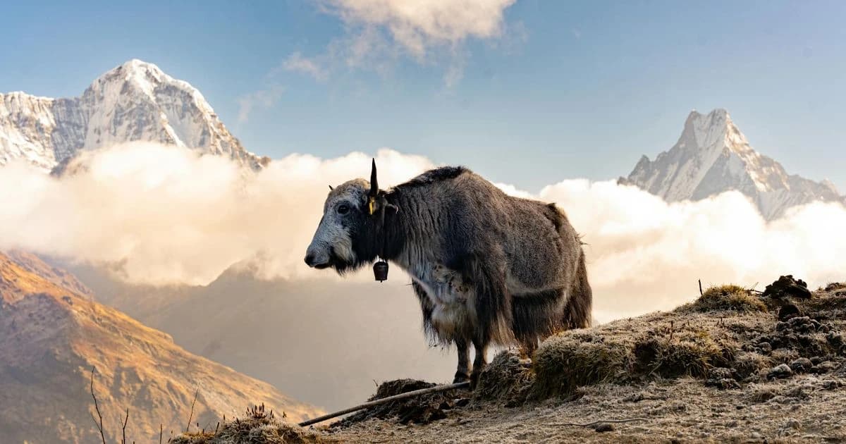 Nepal - Traveler’s Bucket List in 2026