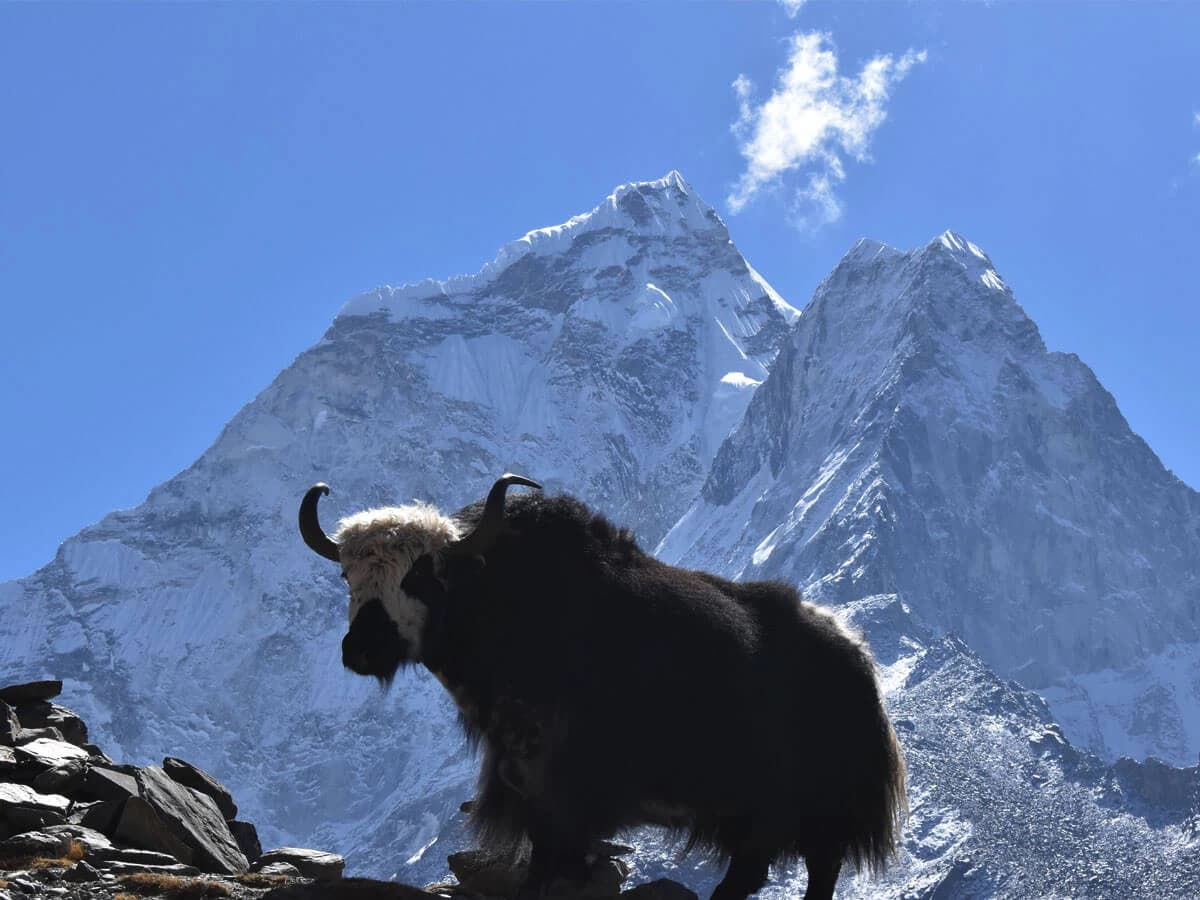 everest base camp trekking