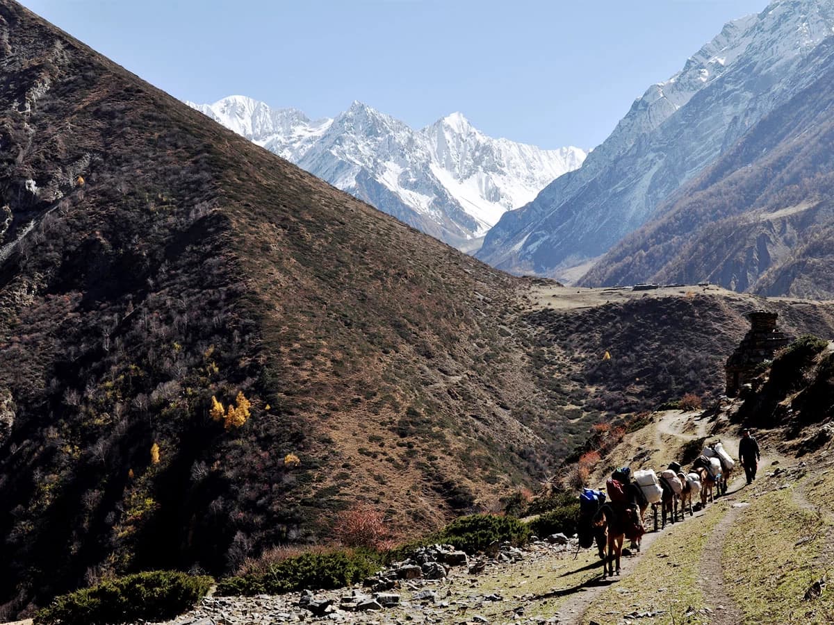 Donkey Walking In Tsum Valley