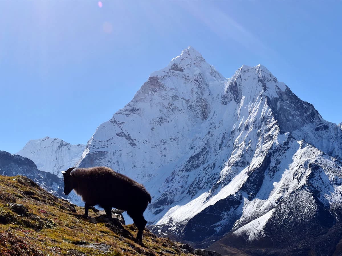 Himalayan Thar